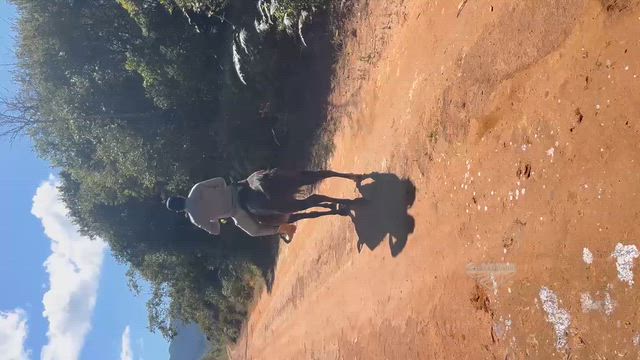 Imagem Cavalo Mestiço para lida inteiro
