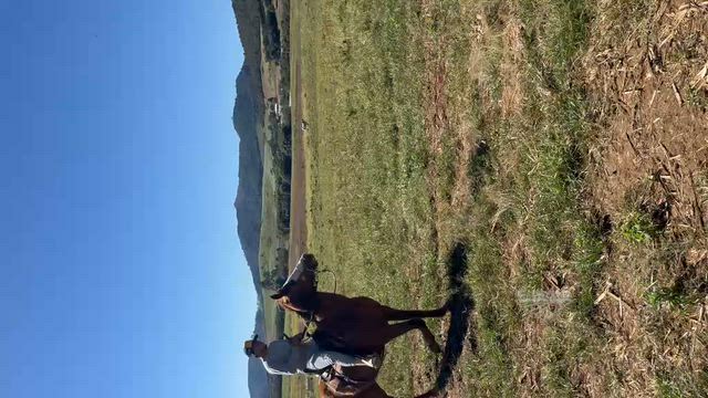 Imagem Cavalo Quarto de Milha Inteiro