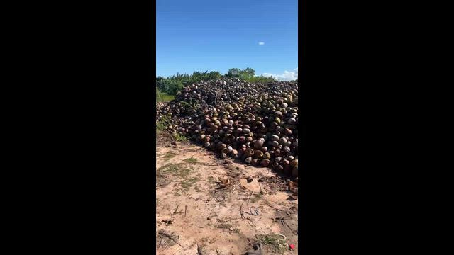 Imagem Coco Seco In Natura | Direto do Produtor para Atacado e Varejo