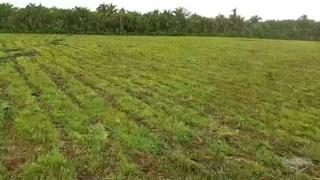 Imagem Fazenda 75 Hectares Aptidão Agrícola - Matões -MA.