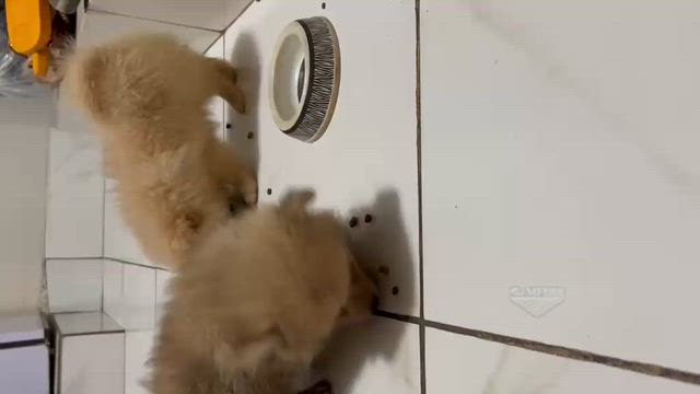 Imagem Filhote de Spitz Alemão Anão Lulu da Pomerânia