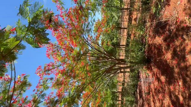 Imagem Flamboyant (Delonix Regia)