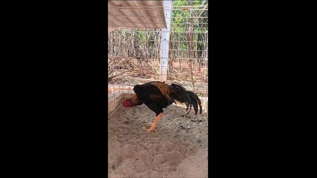 Imagem Galo Mura Brasileiro - Alta Genética Apurada
