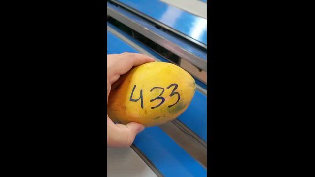 Imagem Máquina beneficiadora de mamão papaya