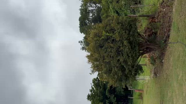 Imagem Mudas de Jabuticabeira Sabará (Myrciaria jaboticaba)