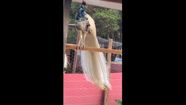 Imagem Ovos Férteis de Pavão Azul para Incubação
