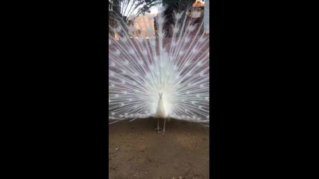 Imagem Ovos Férteis de Pavão Azul para Incubação