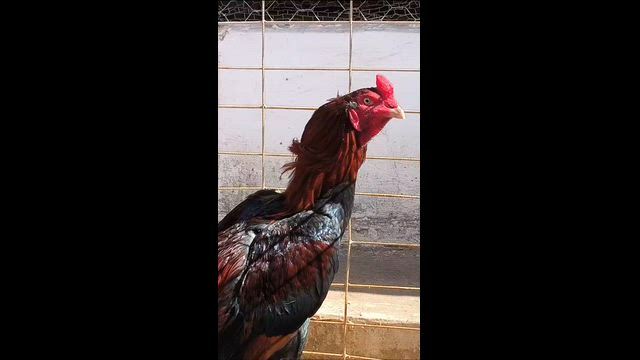 Imagem Pintinhos Mura Brasileiro 30 Dias - Genética Pura