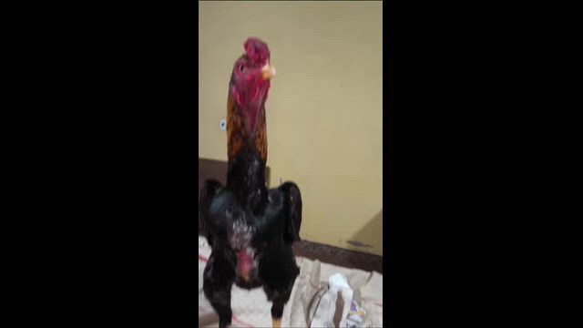 Imagem Pintinhos Mura Brasileiro 30 Dias - Genética Pura
