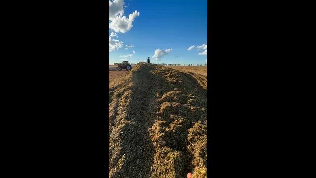 Imagem SILAGEM DE SORGO BRS 661 DE ALTA QUALIDADE (Padrão Embrapa)