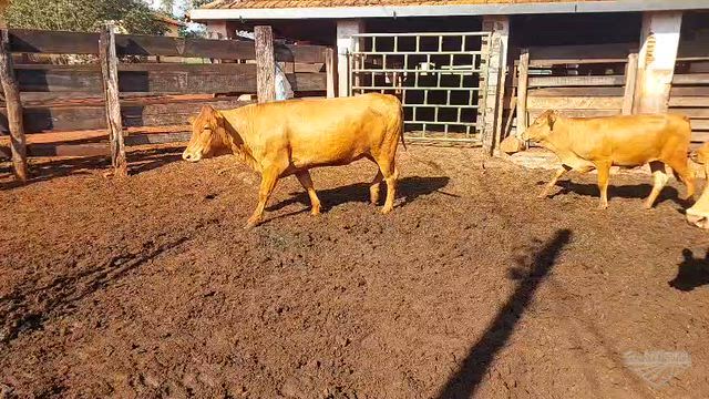Imagem VACAS CARACU
