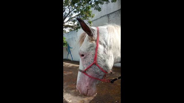 Imagem Cavalo manso Appaloosa puro sangue