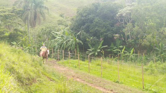 Imagem Vendo cavalo manso castrado