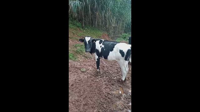 Imagem Vendo novilhas de leite