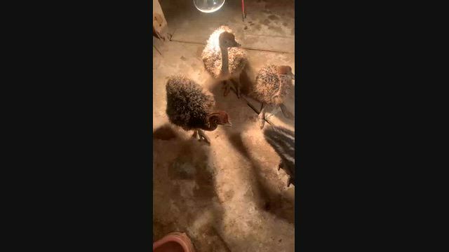 Imagem Avestruz à Venda – Animais para Criação