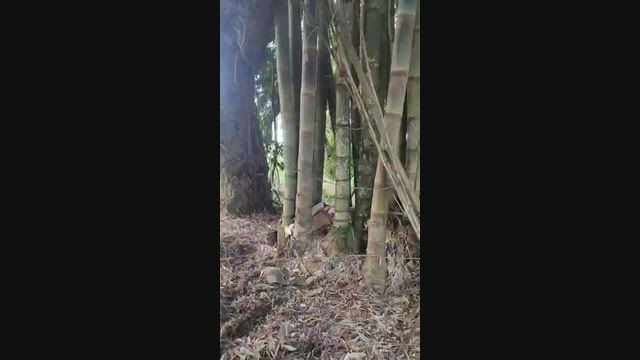 Imagem Bambu Gigante e para varas de tomate, tutores de mudas, cercas ecológica