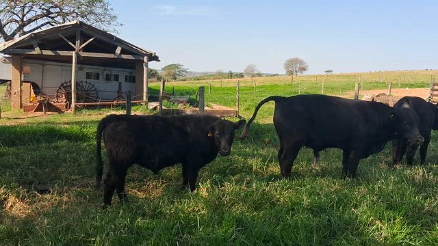Imagem Bezerros Angus e Ultrablack Registrados