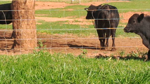 Imagem Bezerros Angus e Ultrablack Registrados