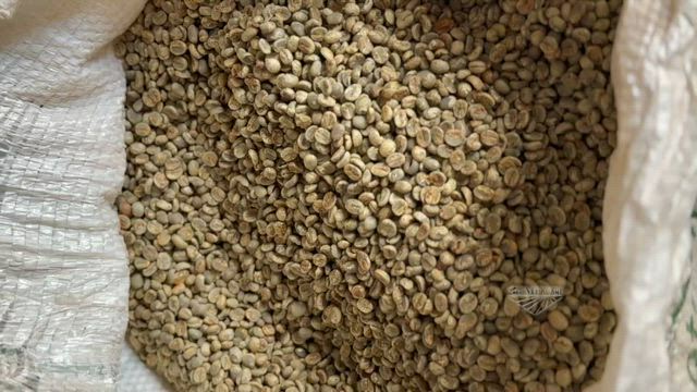 Imagem Café Cru Verde Beneficiado 100% Arábica Sul de Minas
