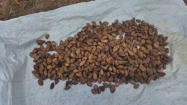 Imagem Castanha do Pará com casca