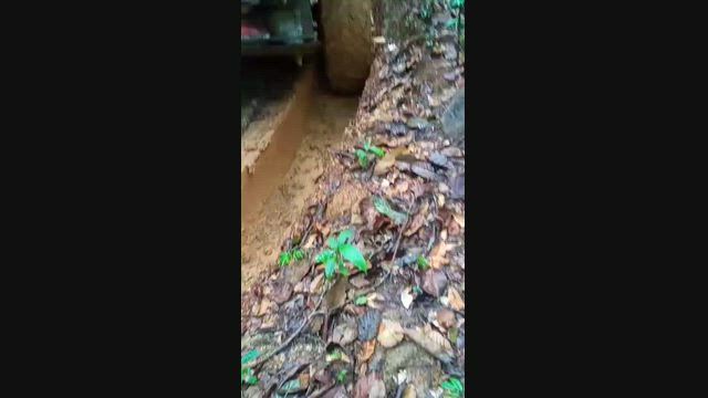 Imagem Castanha do Pará com casca