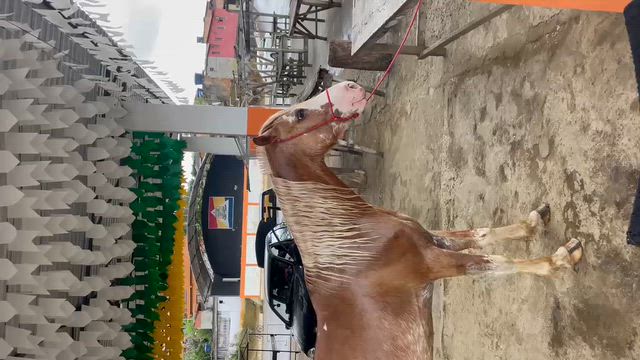 Imagem Cavalo Manga Larga 6 Anos, Castrado e Manso | Marcha Picada | Bahia