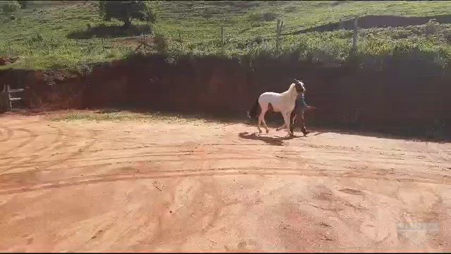 Imagem Cavalo Pampa