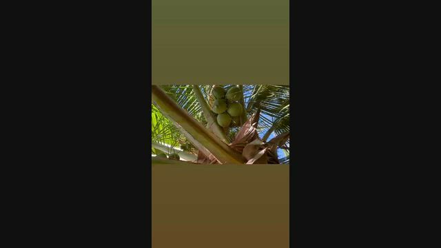 Imagem Cocos Verdes à Venda – Produção de Qualidade em Rodelas-BA 🥥