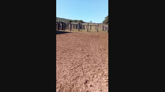 Imagem Fazenda para Pecuária com 175 Alqueires em Uruaçu - GO