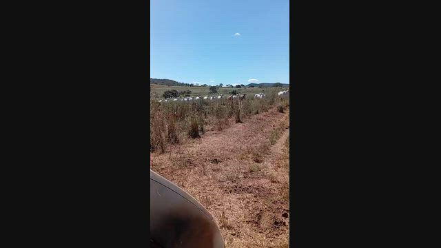 Imagem Fazenda para Pecuária com 175 Alqueires em Uruaçu - GO