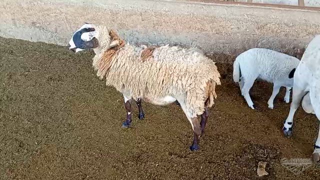 Imagem Lote de Carneiros Dorper (11 Animais)