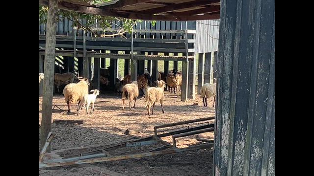 Imagem Lote de Ovelhas