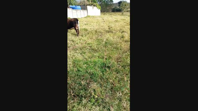 Imagem Mini Vaca Prenha – Primeira Cria
