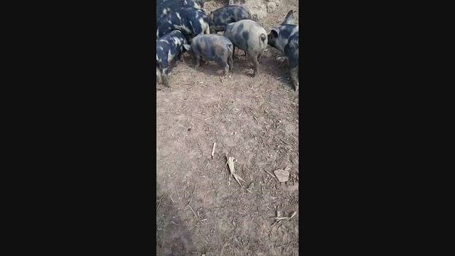 Imagem Porcos caipira