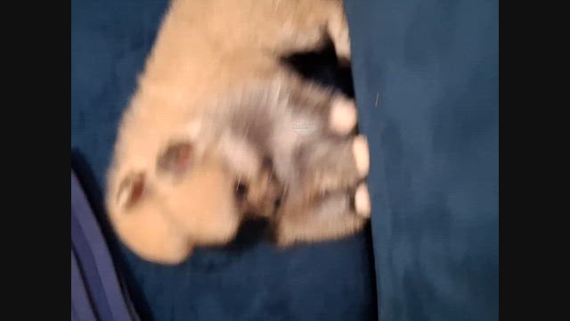Imagem Spitz alemão