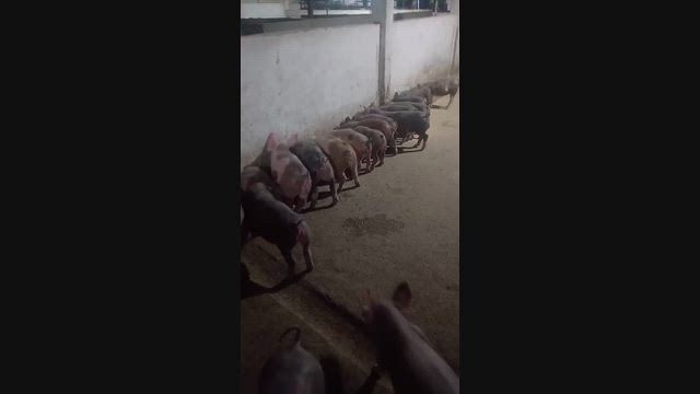 Imagem Suínos de todos os tamanhos