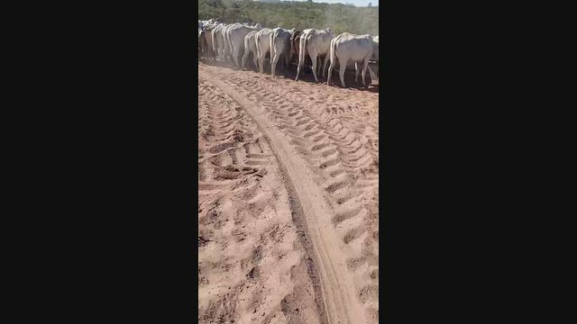 Imagem Venda 60 gados