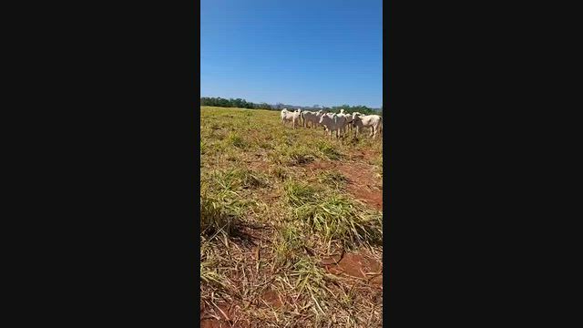 Imagem Venda 60 gados