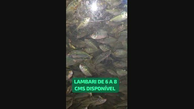 Imagem ALEVINOS & CIA