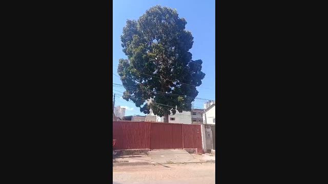 Imagem Árvore de Mogno Africano à Venda em Goiânia