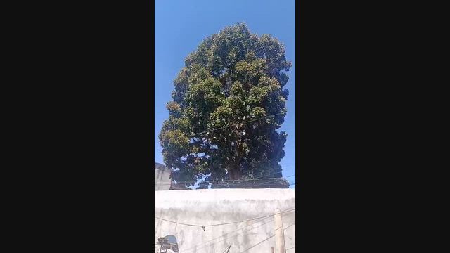Imagem Árvore de Mogno Africano à Venda em Goiânia
