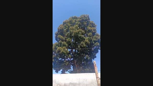 Imagem Árvore de Mogno Africano à Venda em Goiânia