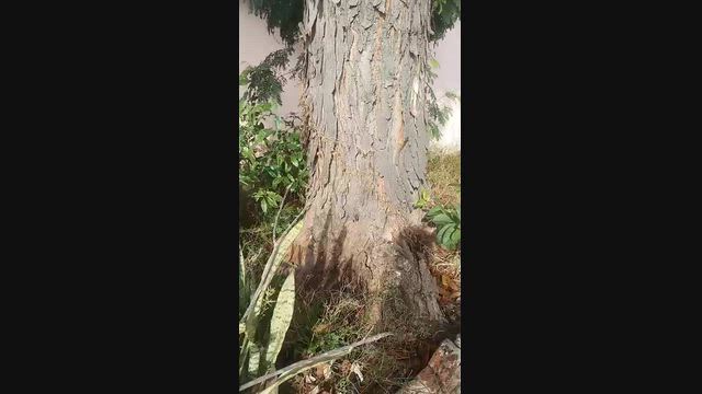 Imagem Árvore de Mogno Africano à Venda em Goiânia