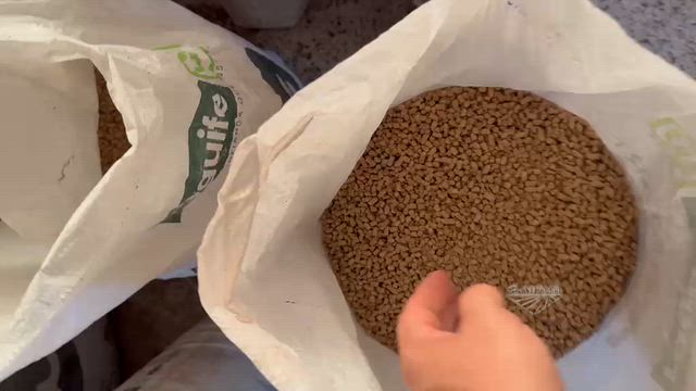 Imagem Casca de Soja Peletizada e Ensacada