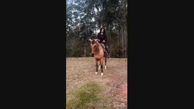 Imagem Cavalo Quarto de Milha à venda