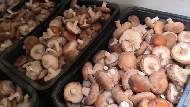 Imagem Cogumelo Shiitake Fresco — Direto do Produtor