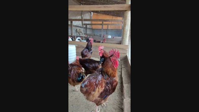 Imagem Galo Embrapa