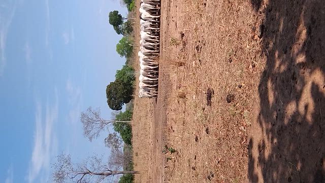 Imagem Garrotes tabapuã