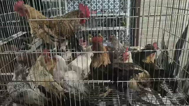 Imagem Mini galinhas e galos (anãos)