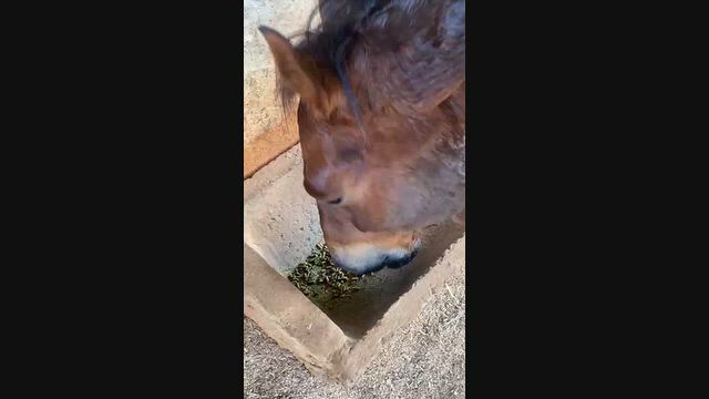 Imagem Moringa Oleífera Peletizada para Equinos